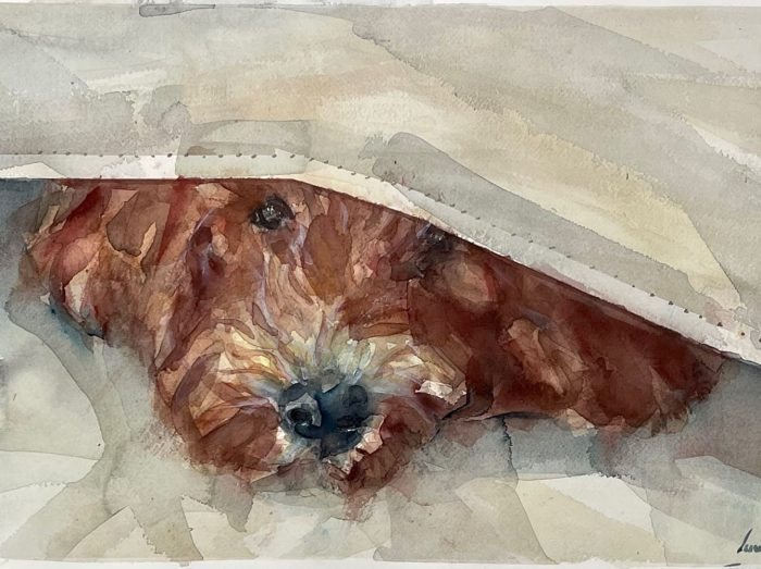 Ojos y morro de un perro marrón que salen de debajo de una sábana.